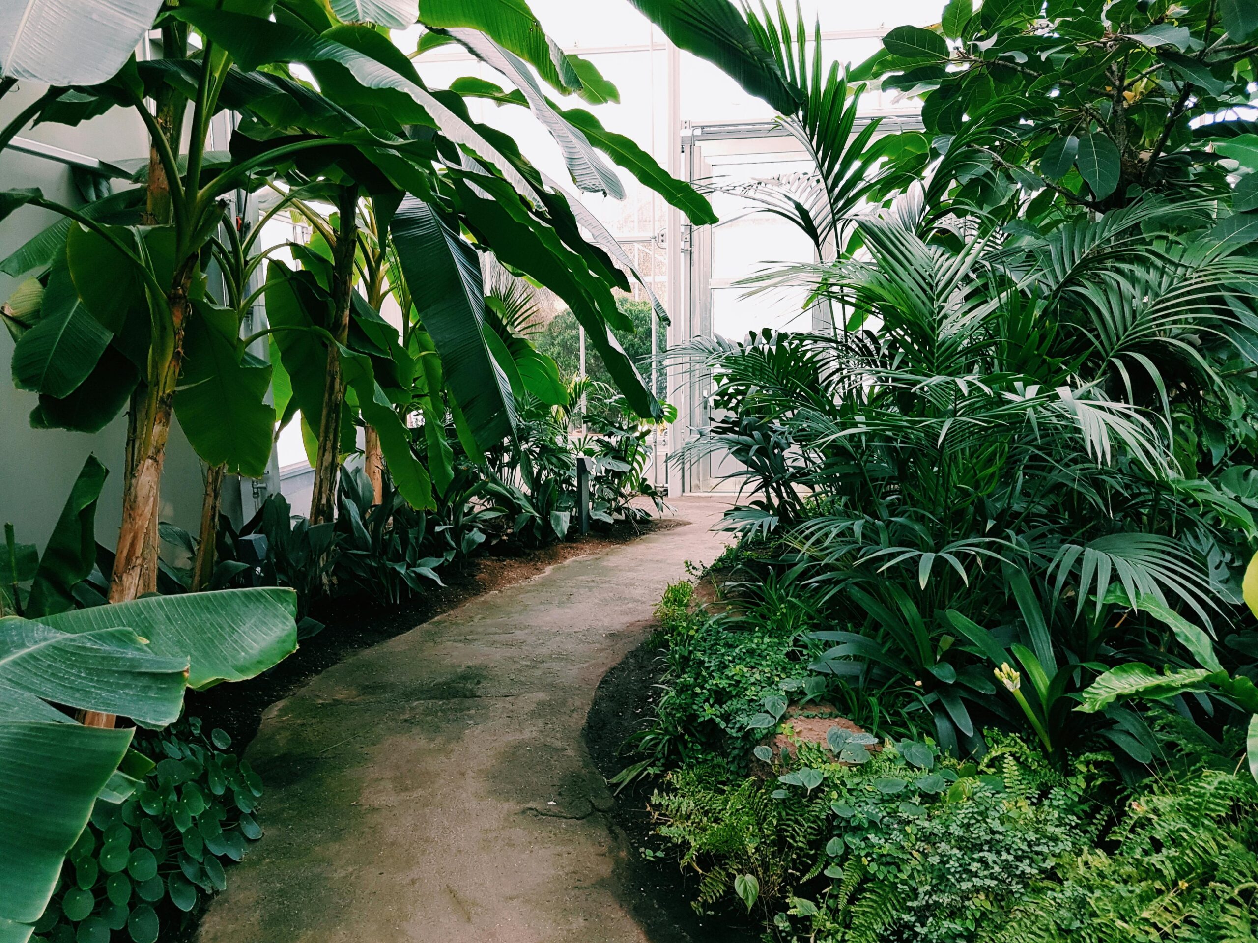 Landscaping Dominican Republic